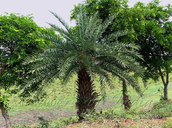 Ceylon Date Palm